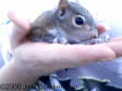 baby gray squirrel
